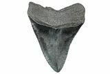 Fossil Megalodon Tooth - South Carolina #301786-2